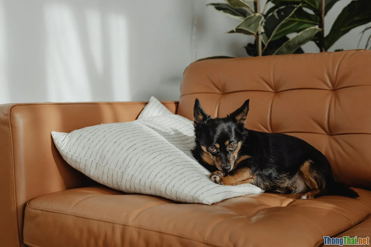 Boss nhỏ size S Chọn Maltese hay Chihuahua cho chung cư