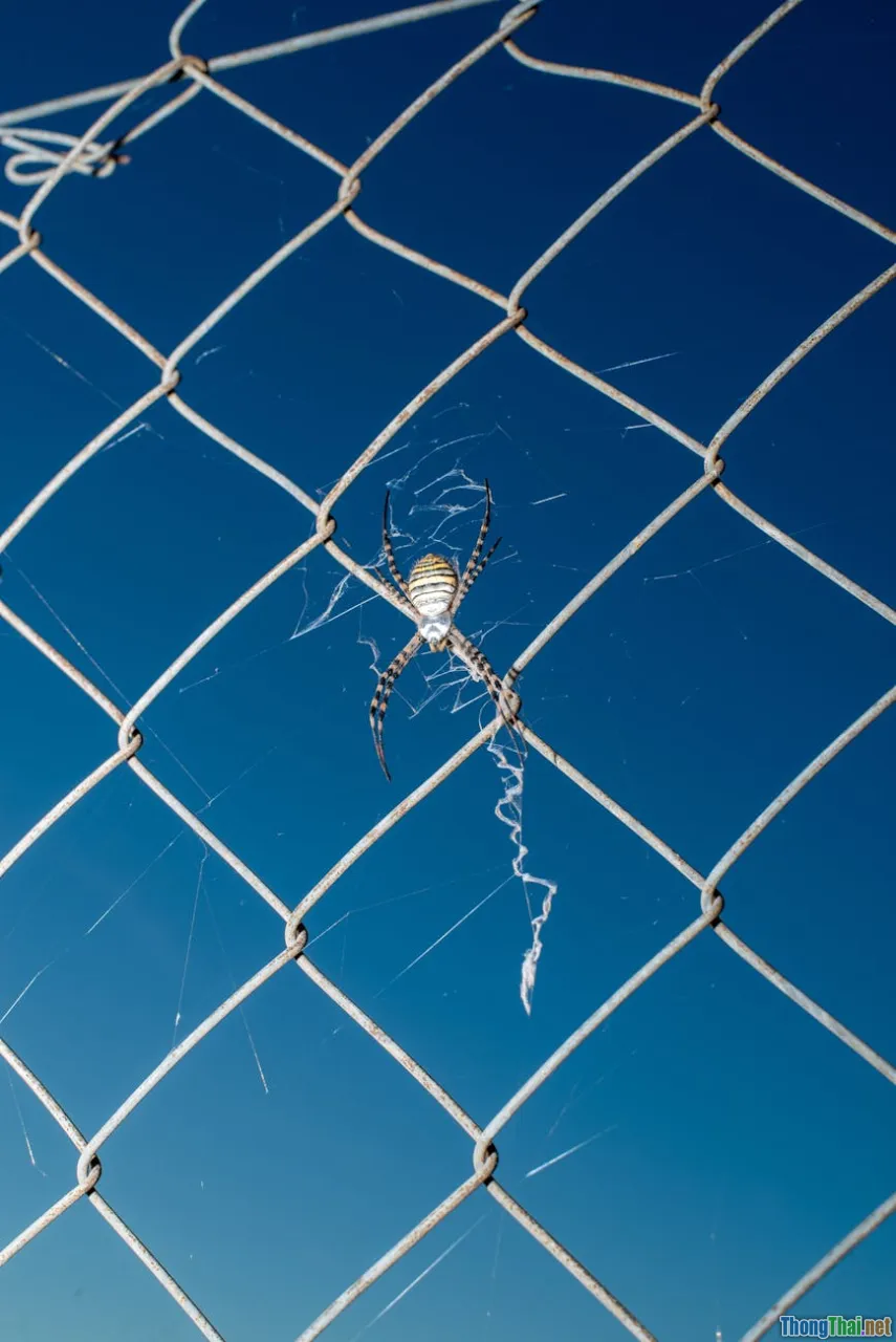 Burp Suite bắt gói HTTP không ai biết chỉ trong 5 phút