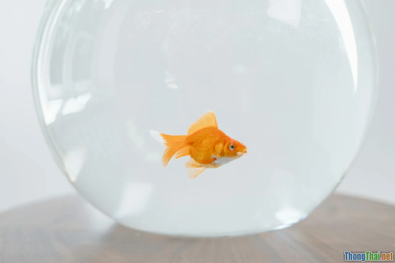 Cá cảnh nano có thật sự là cuộc cách mạng không gian nhỏ hẹp