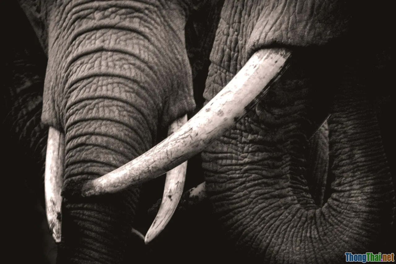 Cách nhận diện sản phẩm từ động vật nguy cấp ngoài đời