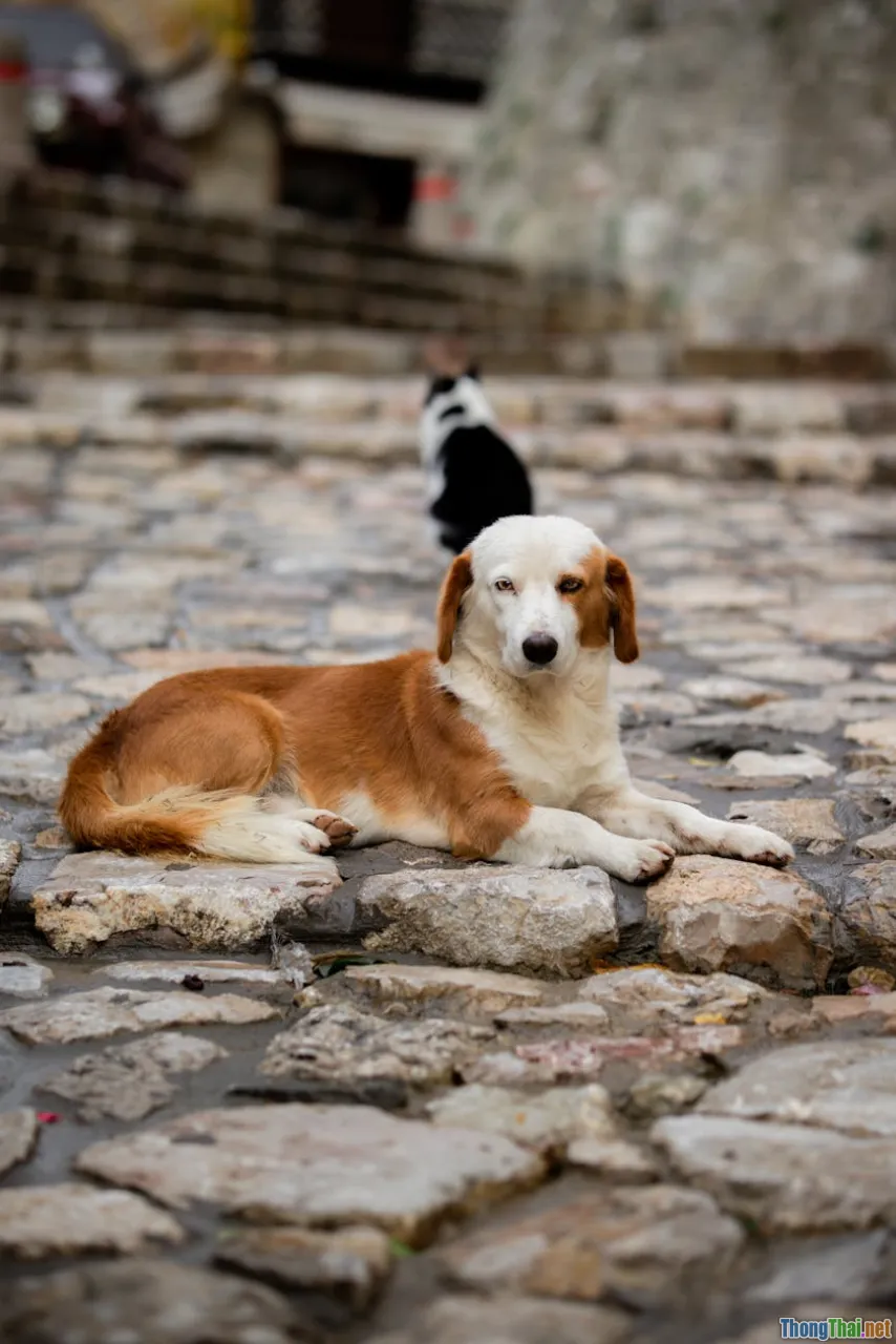 Chó Pug lắm trò yêu mấy cũng phải chú ý điểm yếu sức khoẻ này