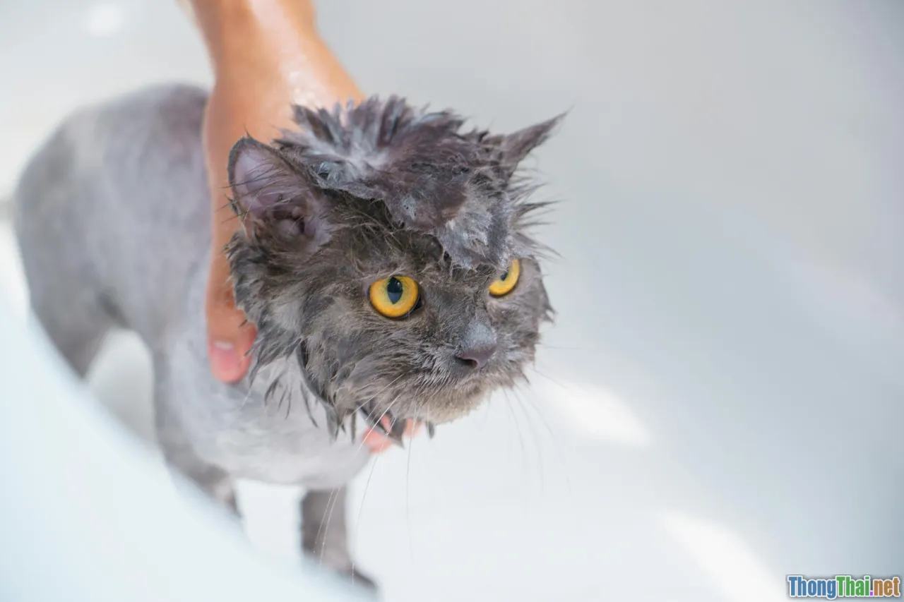 Chuyên gia chỉ cách tự tắm cho mèo lông dài mà không làm mèo sợ