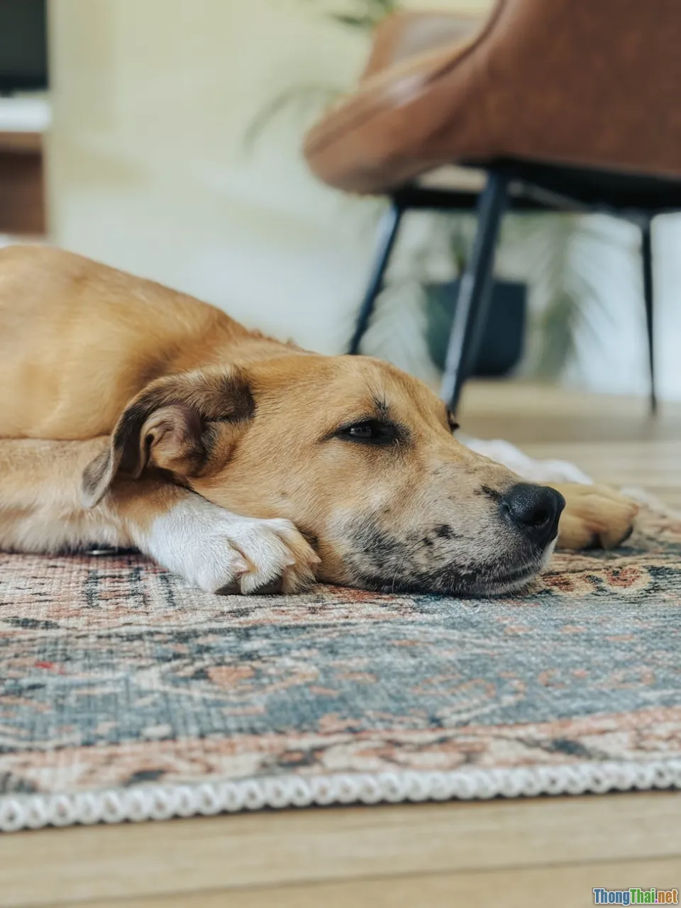 Có nên lắp camera quan sát thú cưng khi vắng nhà Cảnh báo điểm cộng và trừ