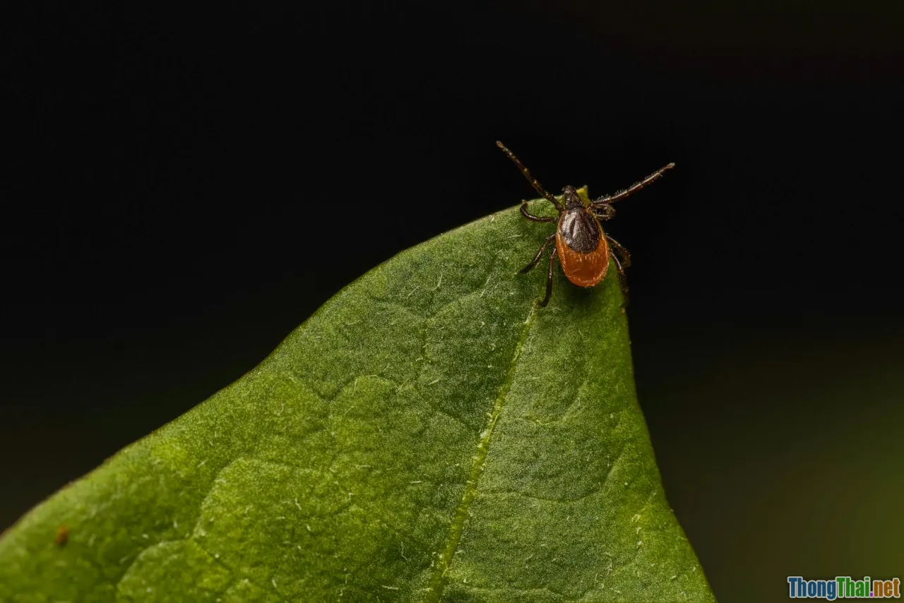 Danh sách các bệnh lây từ động vật sang người