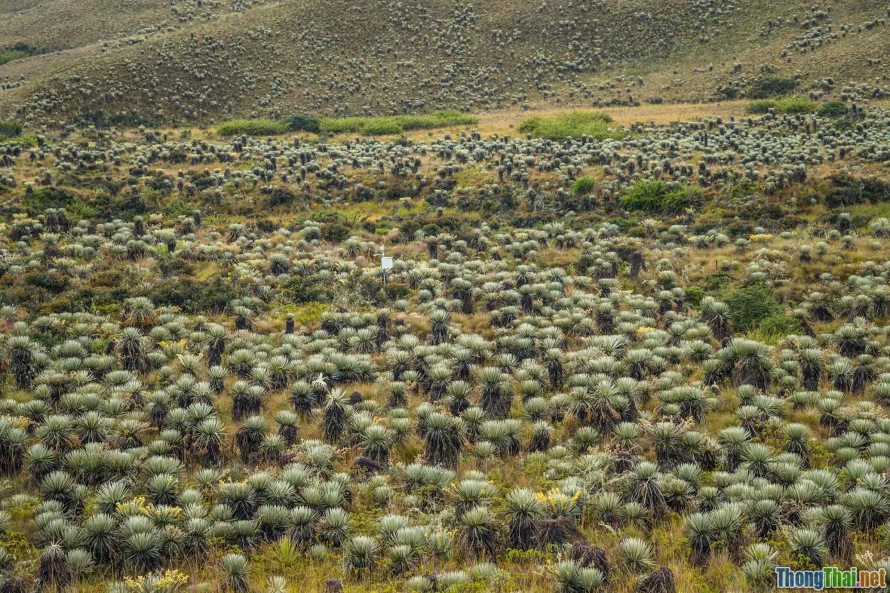 Động vật hoang dã có thực sự phá hoại mùa màng? Góc nhìn đa chiều