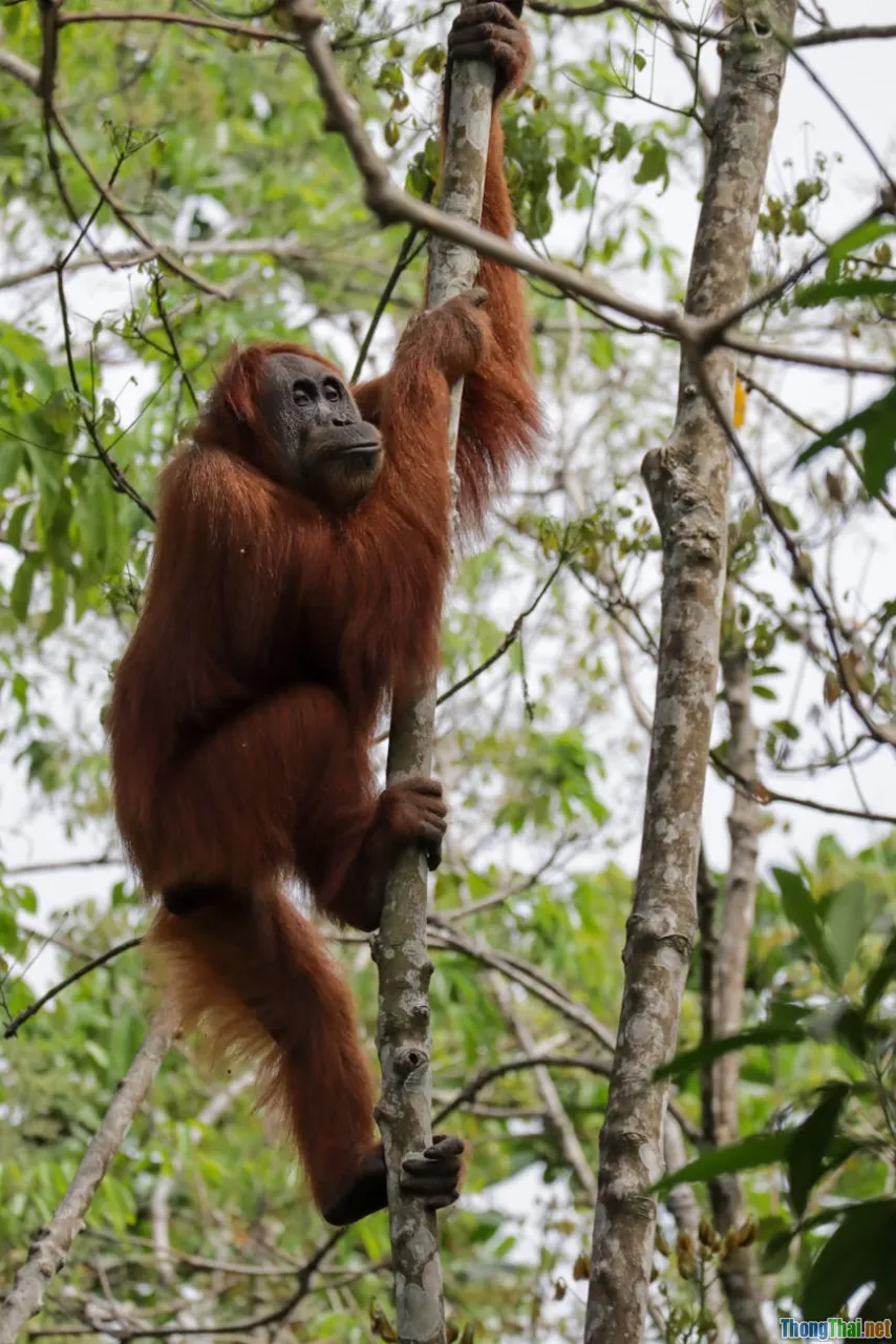 Giải mã những hiểu lầm phổ biến về quỹ bảo vệ động vật nguy cấp