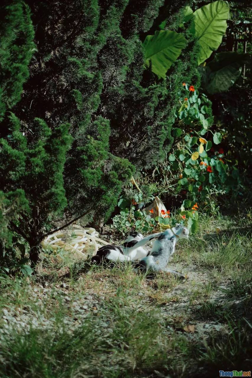 Hướng dẫn xây dựng 'ngôi nhà an toàn' cho động vật hoang dã tại vườn nhà