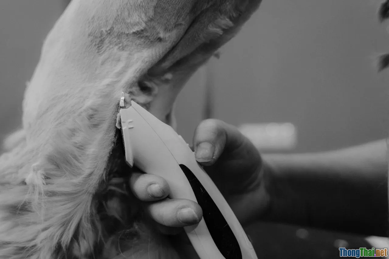 Hướng dẫn xử lý chó mèo bị rụng lông nhiều