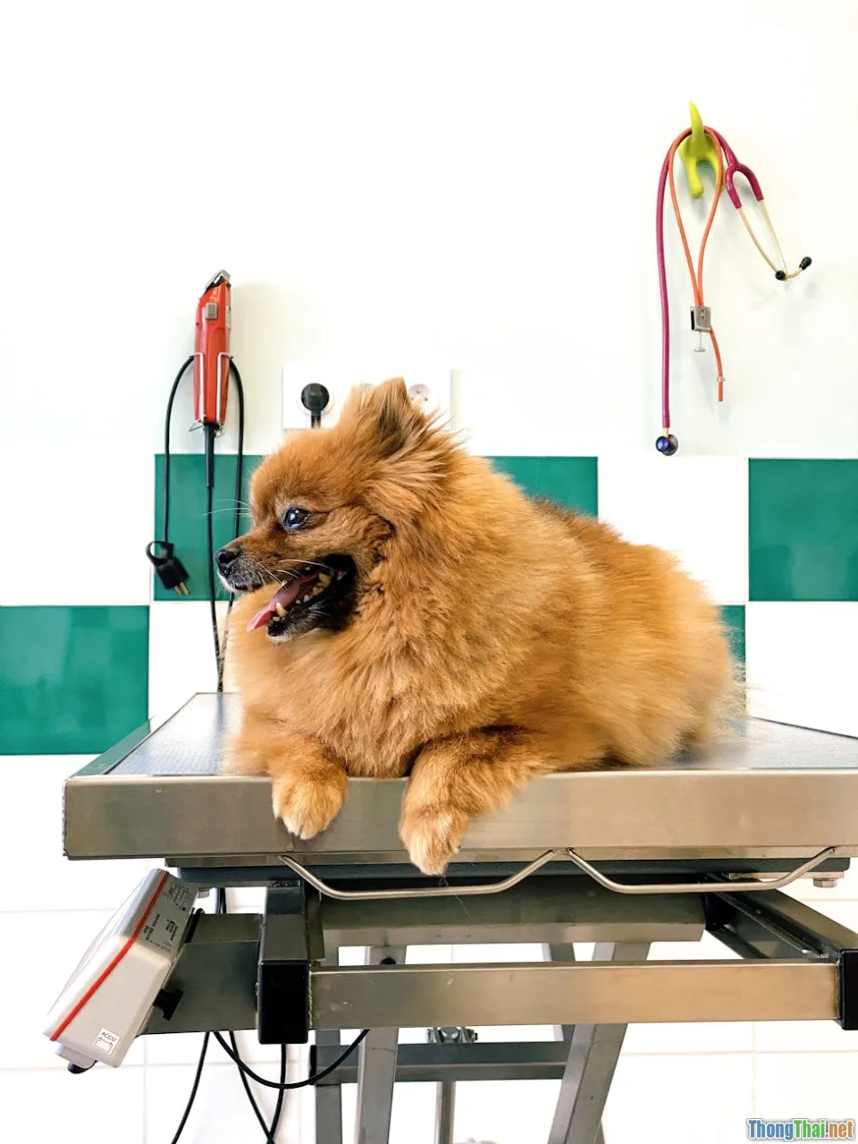 Làm sao giúp lông chó Pomeranian luôn bông mượt như spa