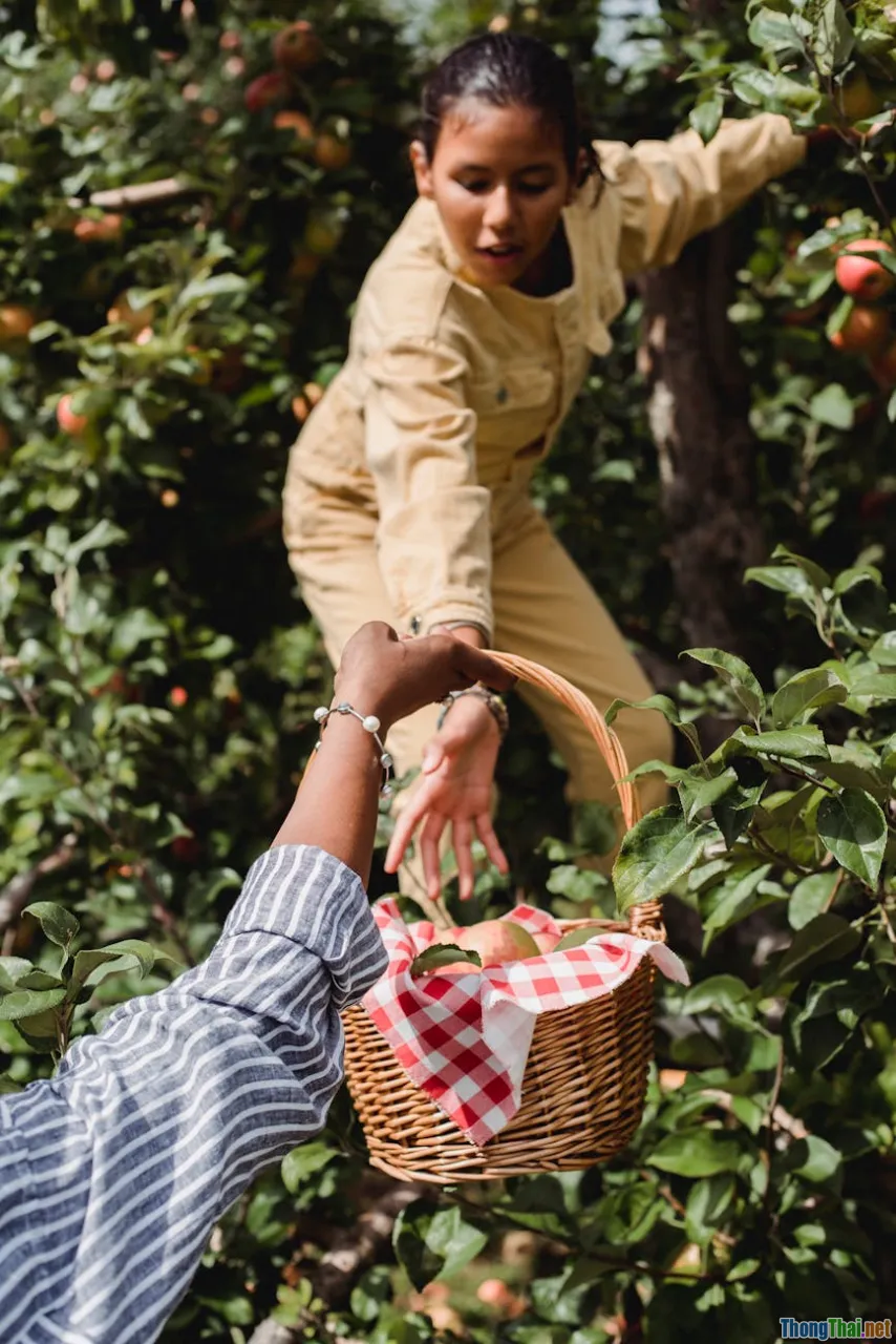 Làm vườn với cây ăn trái cho gia đình