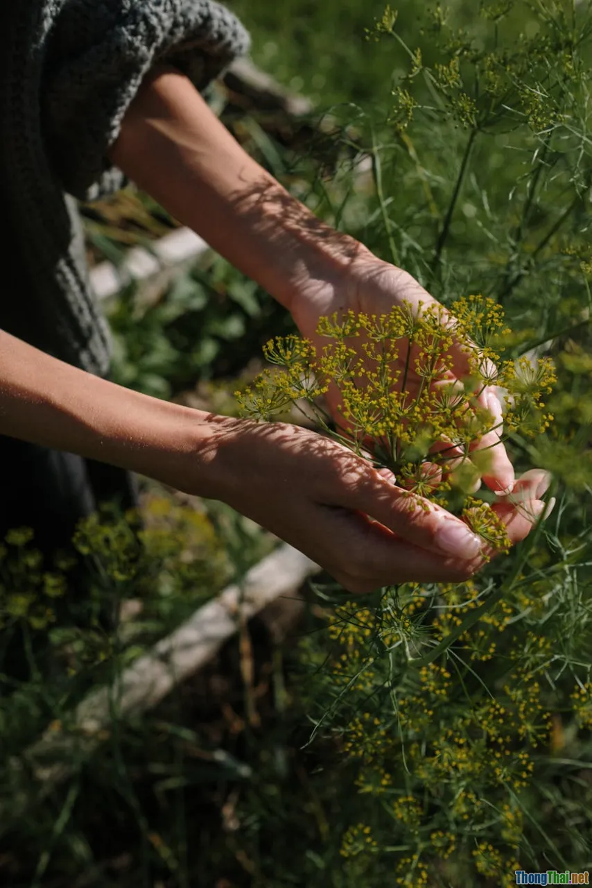 Mẹo chăm sóc cây cảnh trong mùa hè oi ả