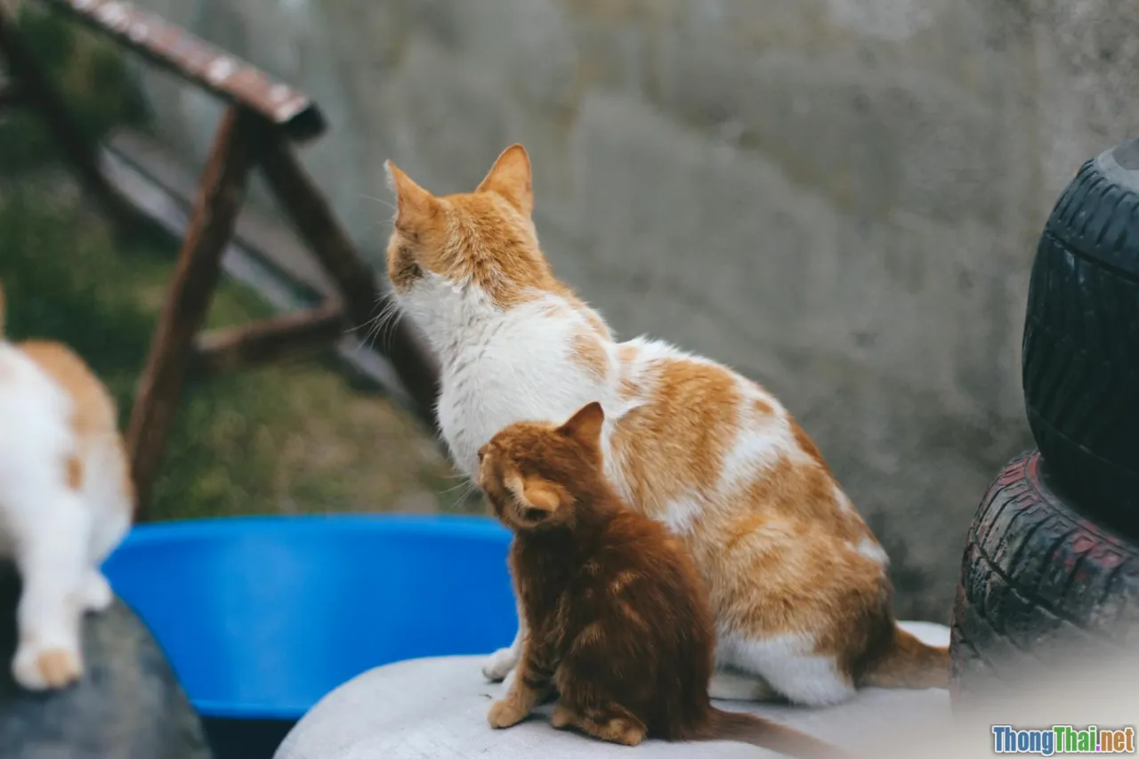 Mèo nào hợp với gia đình có trẻ nhỏ nhất