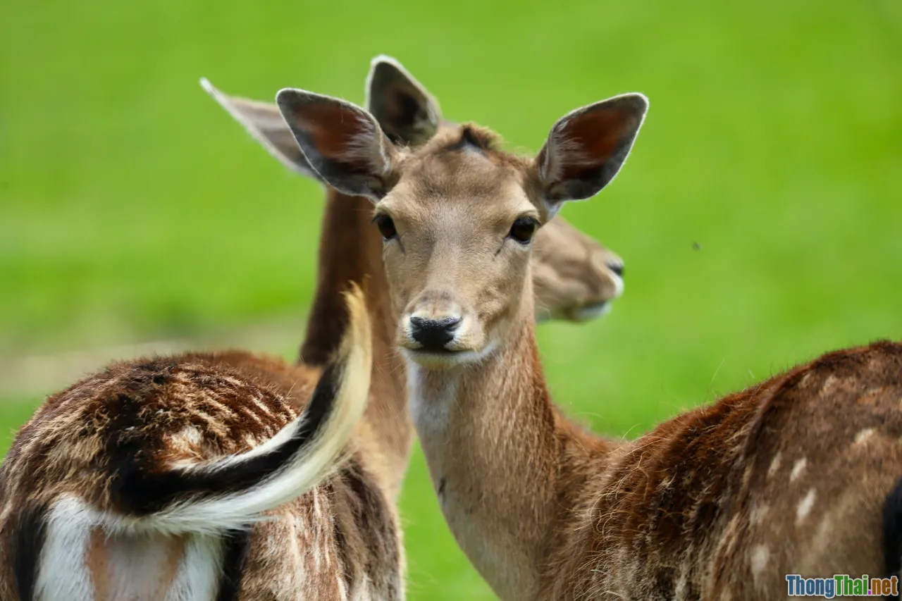 Nuôi thú quý hiếm làm cảnh có hợp pháp hay không