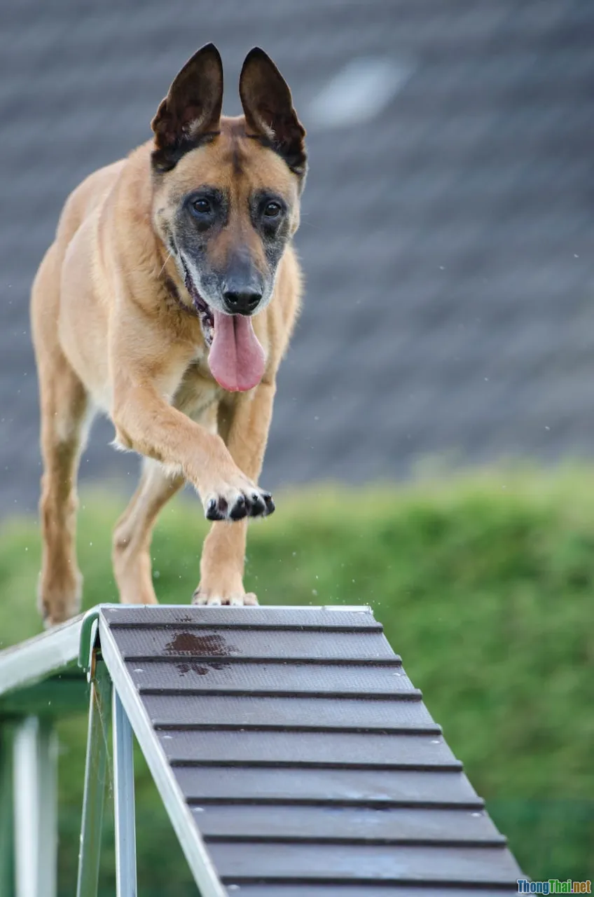 Phân tích xu hướng thể thao thú cưng lên ngôi ở đô thị hiện đại