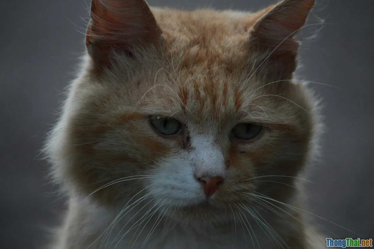 So sánh hành vi mèo nhà và mèo hoang Bất ngờ từ bản năng sinh tồn