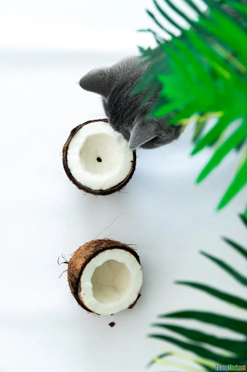 So sánh lợi ích thức ăn khô và thức ăn tươi đối với sức khỏe chó mèo