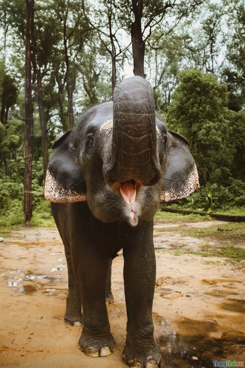 So sánh phim thiên nhiên Châu Âu và Châu Á góc nhìn mới lạ