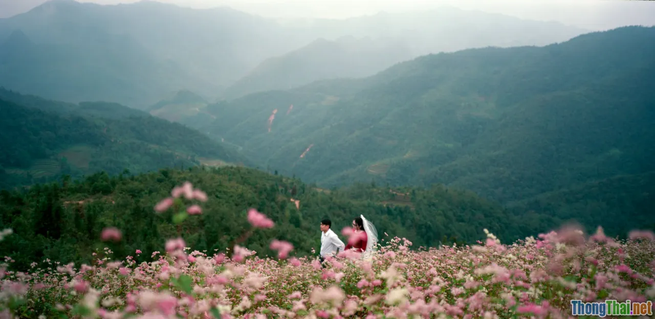So sánh trải nghiệm Sapa và Hà Giang Nơi nào lý tưởng săn hoa tam giác mạch