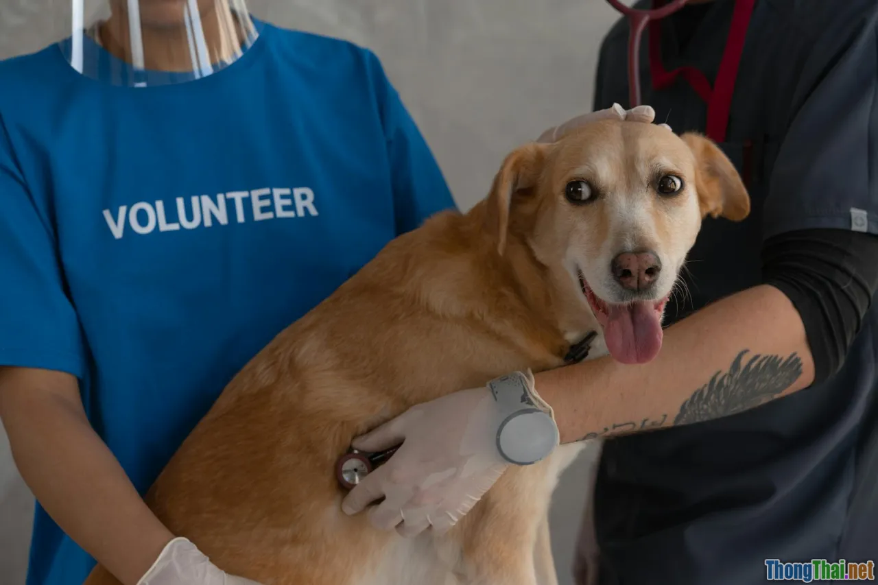 Tại sao dịch vụ chăm sóc sức khỏe thú cưng ngày càng được ưa chuộng?