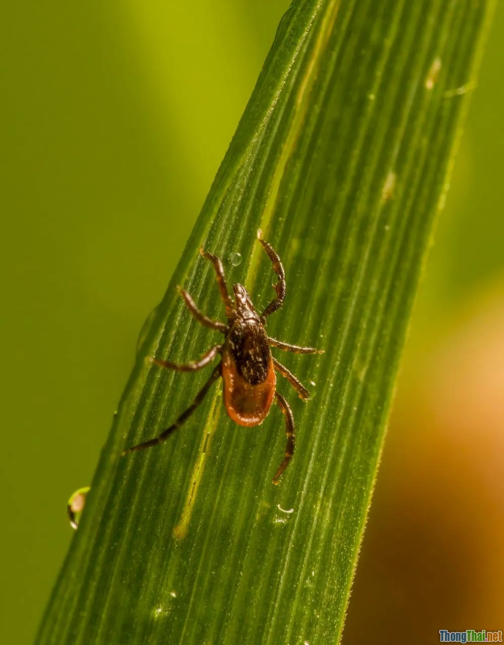 Thú cưng có thể là nguồn lây bệnh cho con người không?