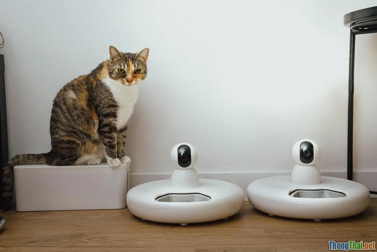 Thử thách: Chăm sóc thú cưng bằng toàn bộ công nghệ mới trong 1 tháng