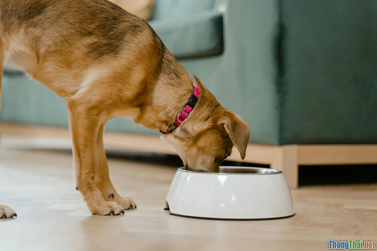 Chó mèo nên ăn gì khi bị dị ứng thức ăn