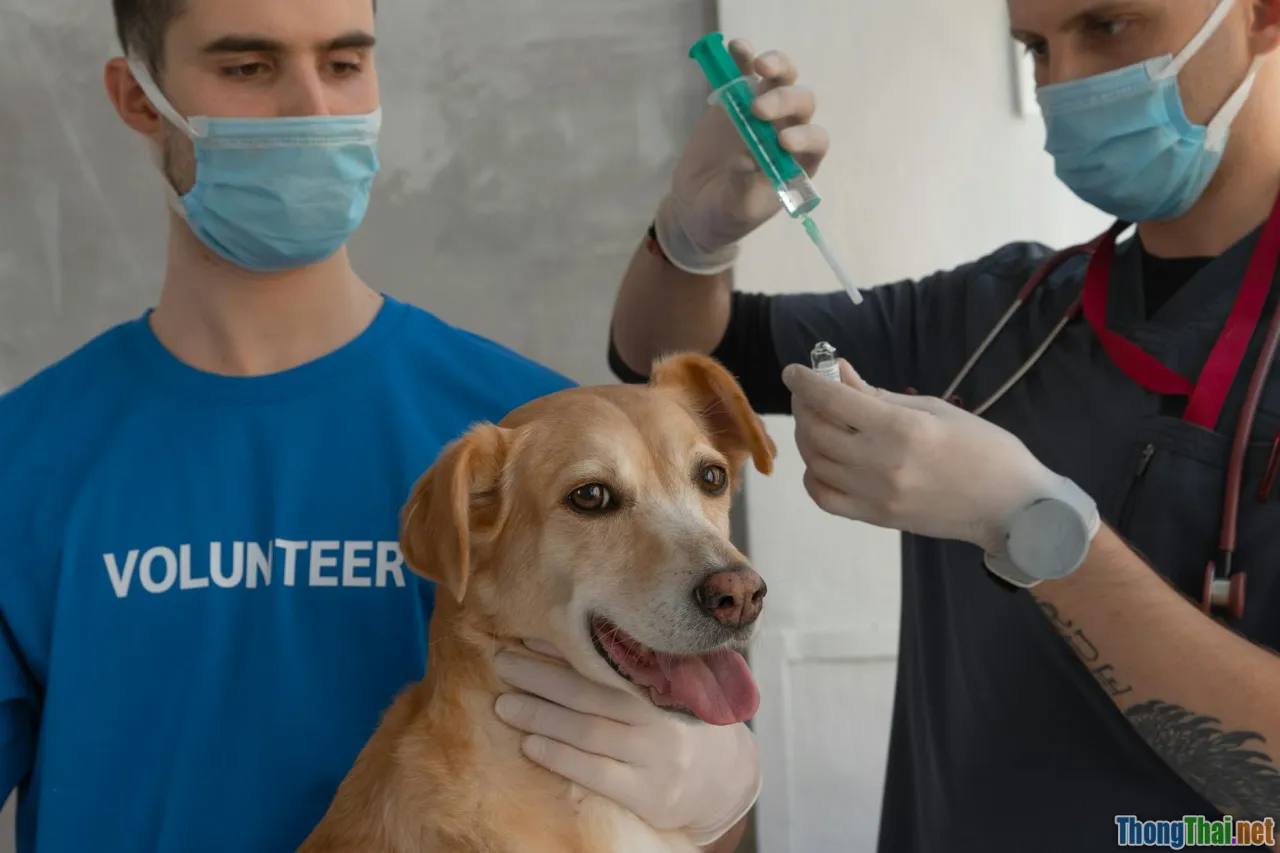 Tiêm phòng bệnh cho thú cưng Tầm quan trọng và những lưu ý không thể bỏ qua