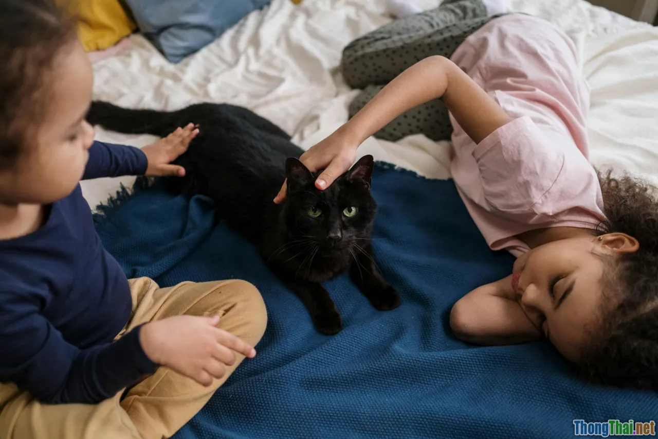 Top 5 giống mèo thân thiện nhất dành cho gia đình có trẻ nhỏ