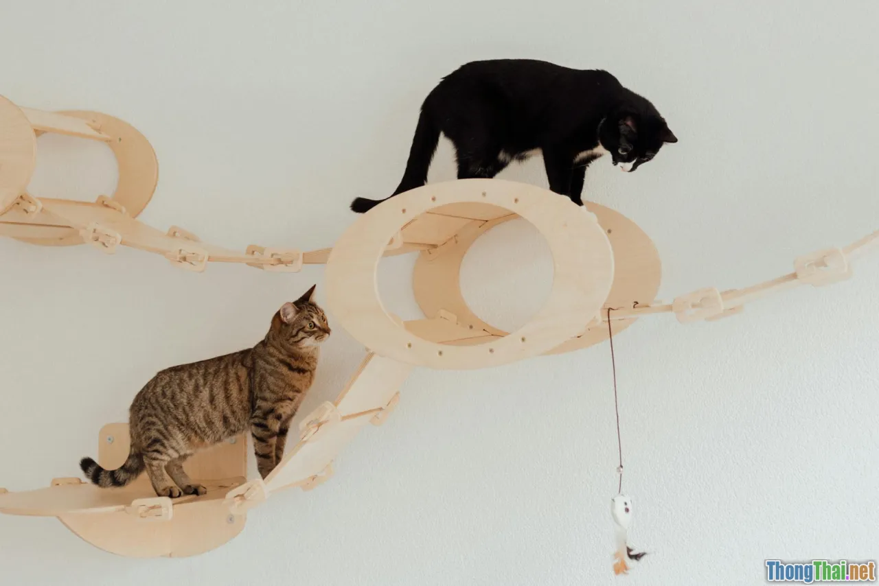 Top 5 trò chơi giảm stress cho mèo nhà bạn