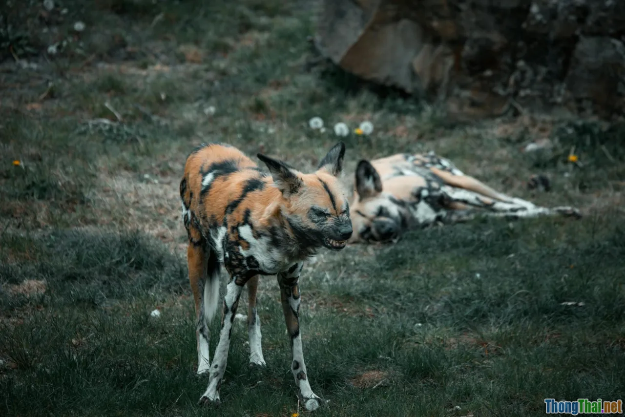 Top 7 loài động vật đang trên bờ tuyệt chủng bạn có thể chưa biết