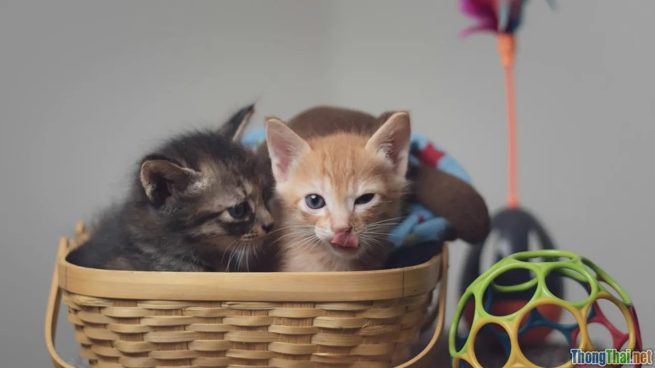 Top 7 món đồ chơi trí tuệ giúp thú cưng ở nhà cả ngày không chán