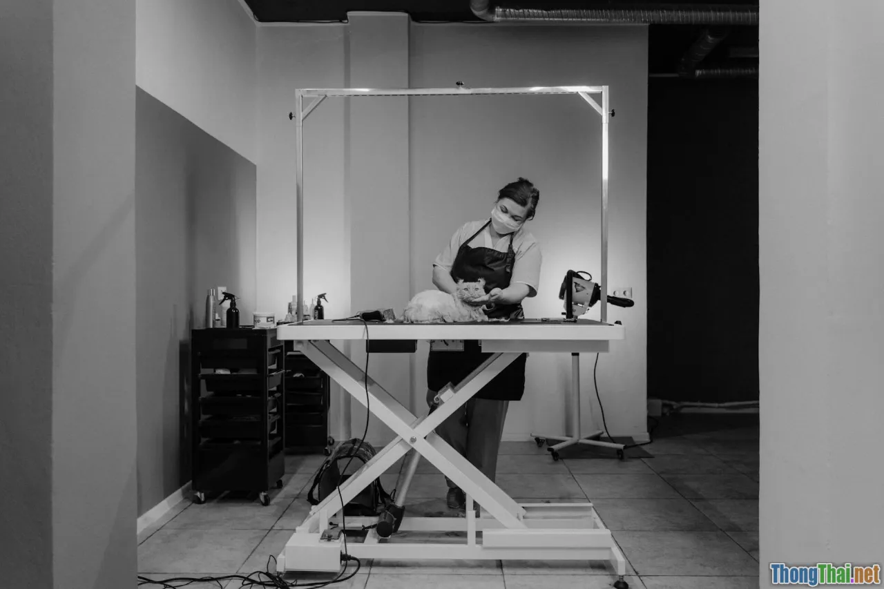 Top bệnh lý nguy hiểm ở mèo và cách điều trị