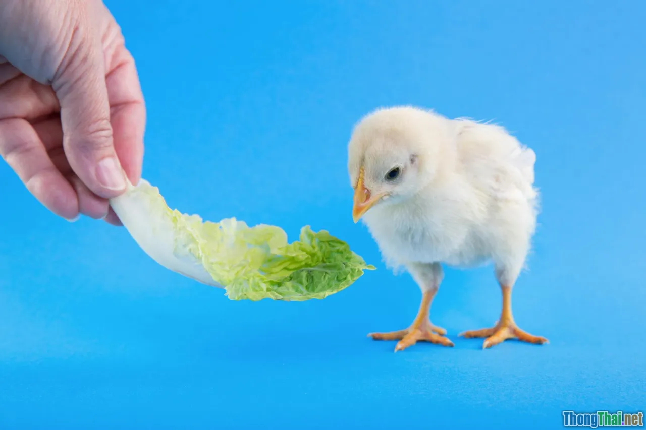 Top loại thức ăn cho chim cảnh đang được ưa chuộng nhất hiện nay