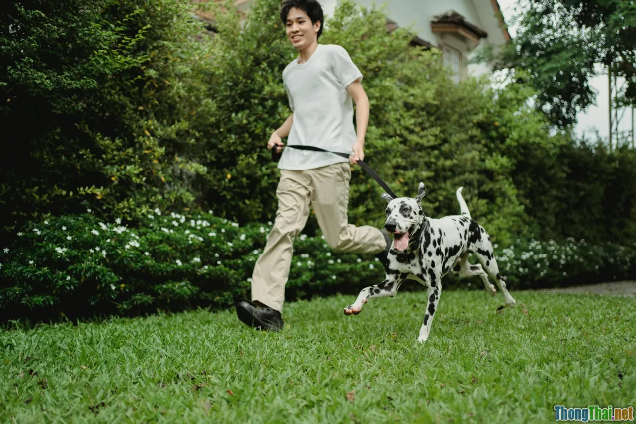 Trend nuôi Bulldog trong giới trẻ Việt – Cơ hội và rủi ro tiềm ẩn