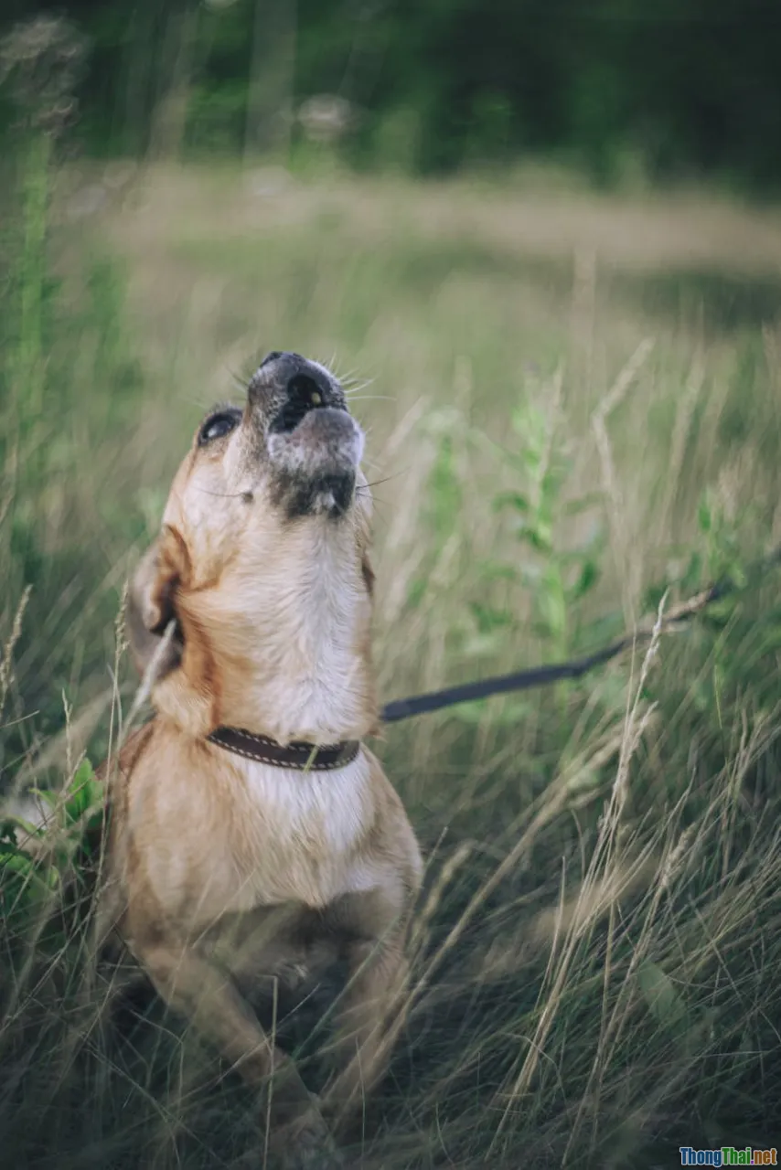 Vì sao chó cưng sủa dai khi ở nhà một mình