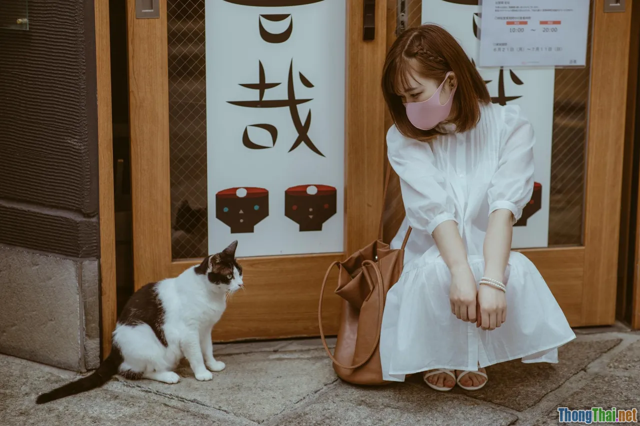 Vì sao mèo Tai Cụp Nhật Bản ngày càng được săn đón tại Việt Nam