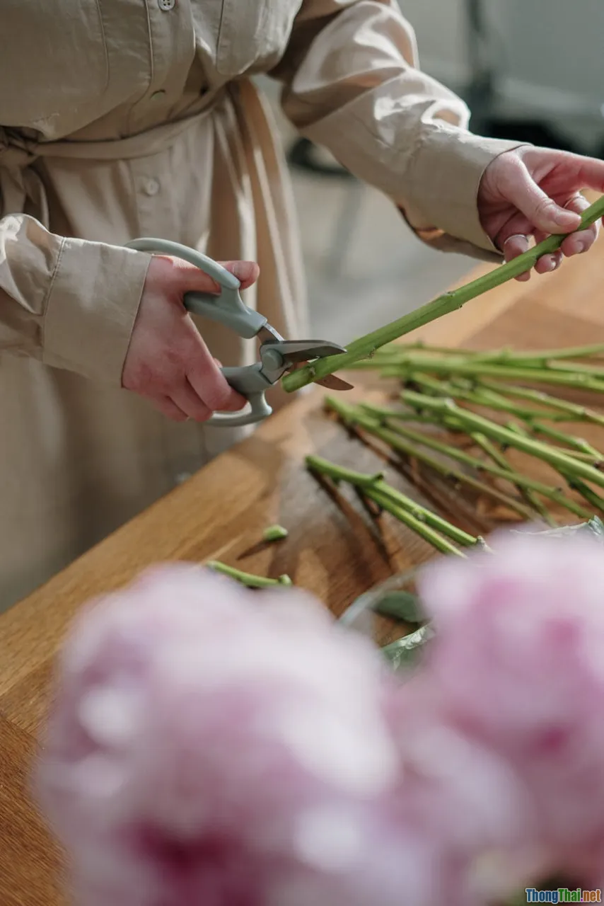 Top 5 cây trồng trong nhà dễ chăm sóc cho người mới bắt đầu