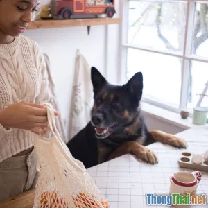 12 loại thức ăn hạt uy tín nhất 2024 cho chó mèo bạn cần biết