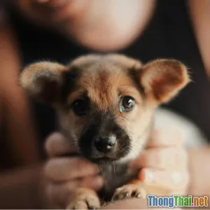 Xu hướng nhận nuôi động vật cứu hộ Tốt hay Xấu