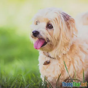 Bác sĩ thú y nói gì về chế độ ăn BARF cho chó mèo