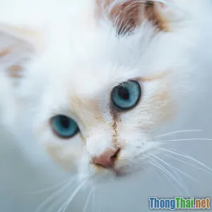 Bóc trần lầm tưởng về mèo Anh lông ngắn