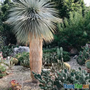 Bắt đầu chăm sóc xương rồng cho người mới hoàn toàn