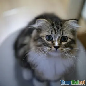 Ba bước huấn luyện mèo dùng khay vệ sinh hiệu quả