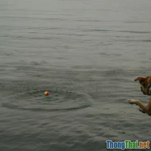 So sánh các bộ môn thể thao thú cưng phổ biến