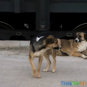 Cách huấn luyện chó ngồi dễ dàng tại nhà