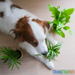 Không gian sống xanh cho thú cưng có quan trọng