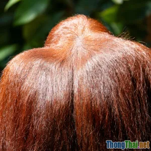 Cách chữa cháy khi tóc xẹp mà không cần dầu gội khô