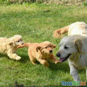 Có nên chọn Golden Retriever làm bạn cho con nhỏ