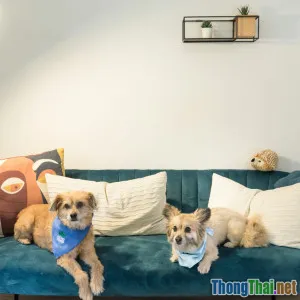 Có Nên Nuôi Husky Trong Chung Cư Không