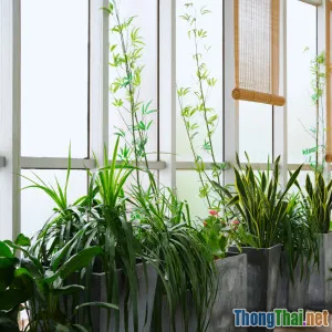 Lợi ích khó ngờ khi trồng cây xanh trong nhà bếp